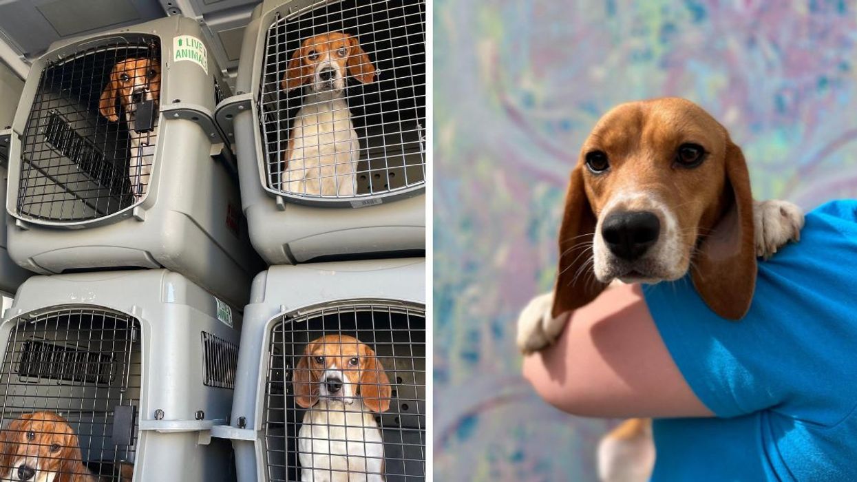 Rescued beagles at the Homeward Trails Animal Rescue.