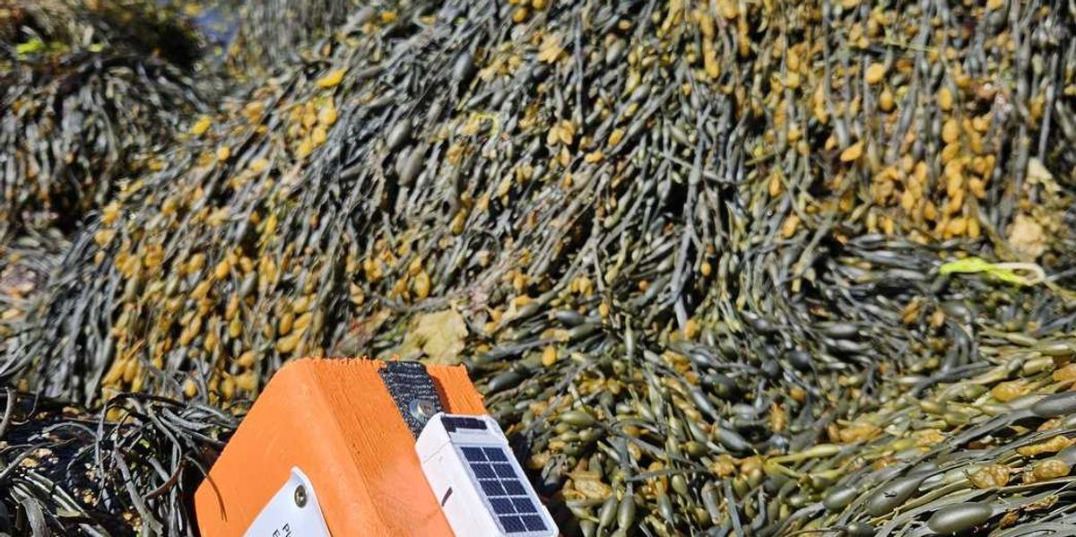 Federal researchers using driftwood to study and track seabird deaths off N.S. coast Federal researchers using driftwood to study and track seabird deaths off N.S. coast