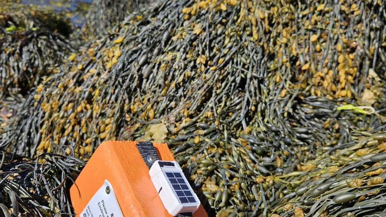 Researchers using driftwood to study bird deaths