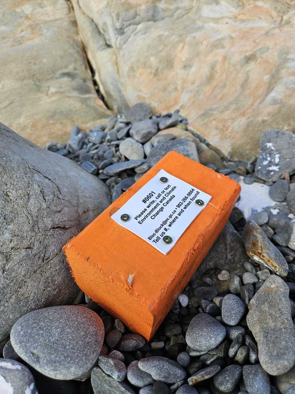 Researchers using driftwood to study bird deaths