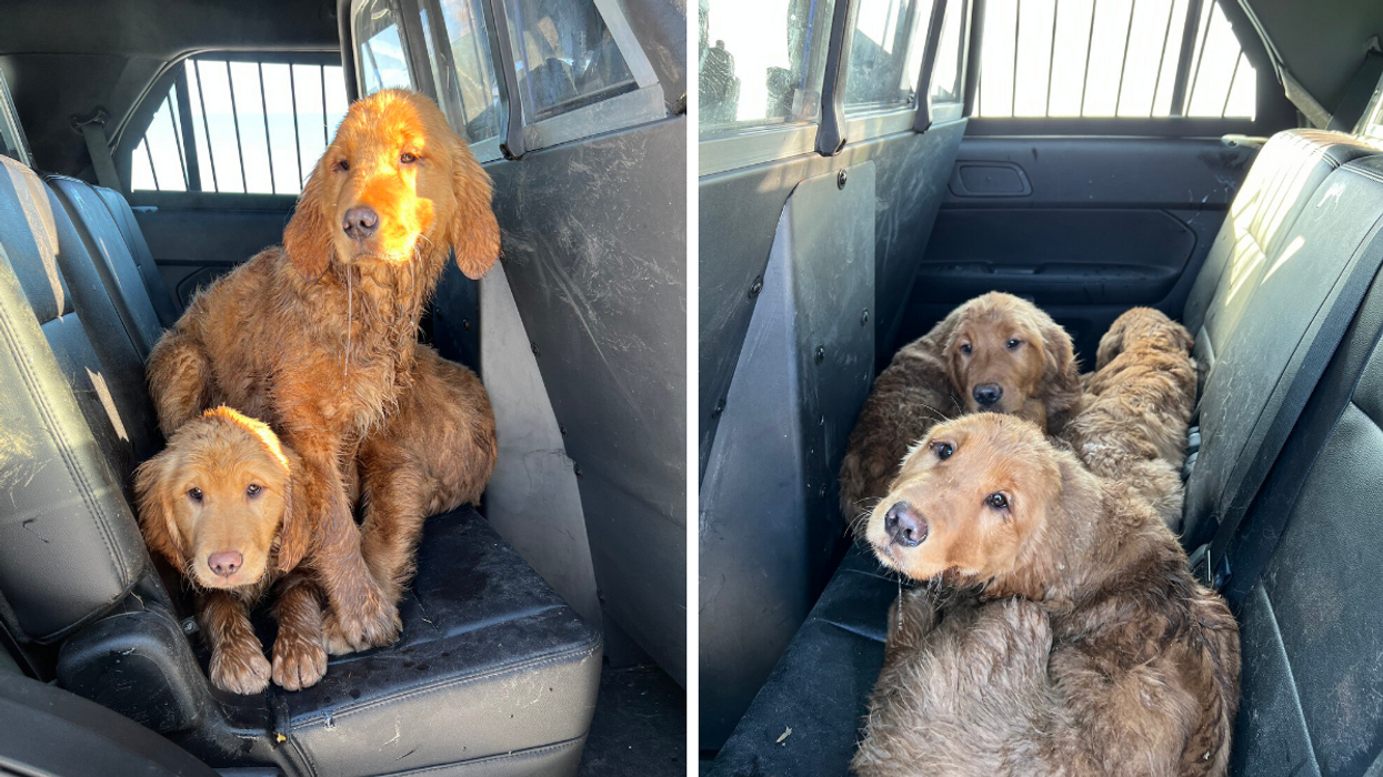Retriever puppies.