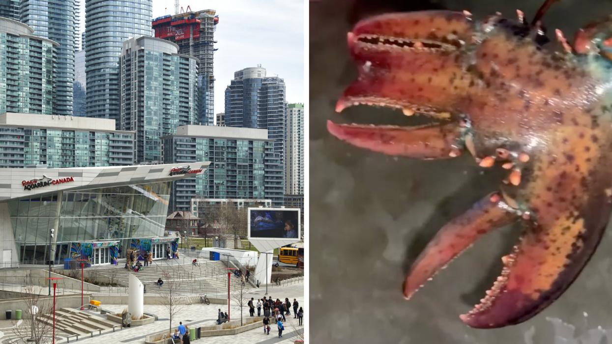 Ripley's Aquarium Is Getting A Three-Clawed Lobster & He's Named Edward Scissorhands