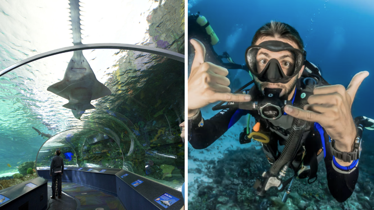 Ripley's Aquarium Is Hiring In Toronto & Some Jobs Will Pay You To Swim With The Fish