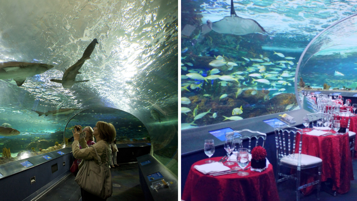 Ripley's Aquarium Will Let You Dine With The Sharks In Toronto This Valentine's Day