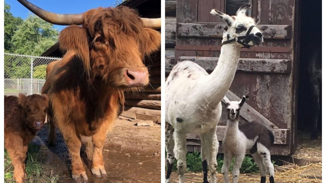 Riverdale Farm & High Park Zoo Are Reopening This Weekend