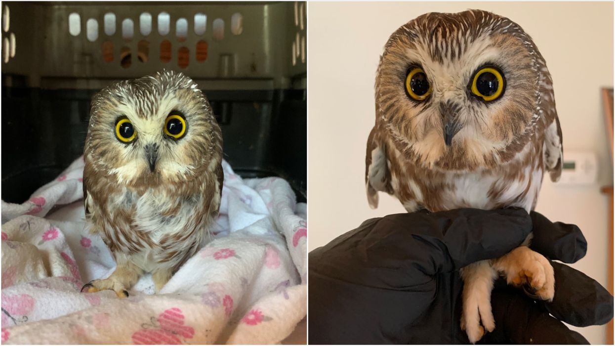 Rockefeller Christmas Tree Owl Feels 'Much Better' & Is Returning To The Wild