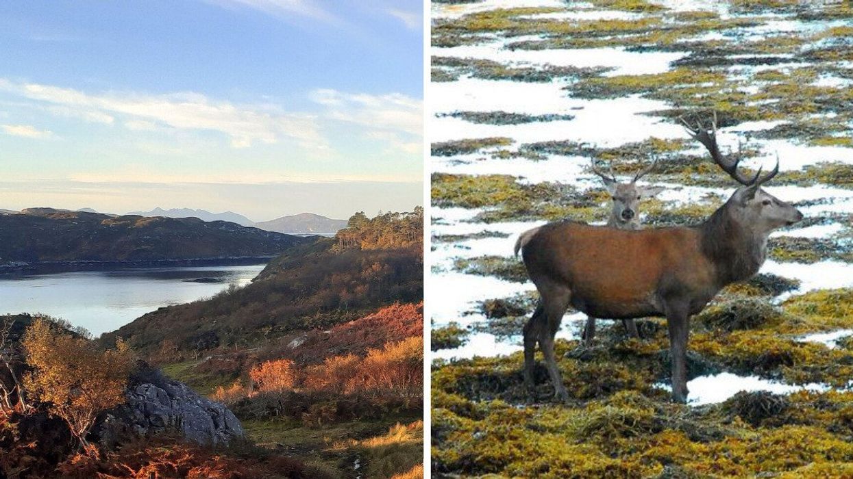 Rona island in Scotland. Right: Deer on Rona island.
