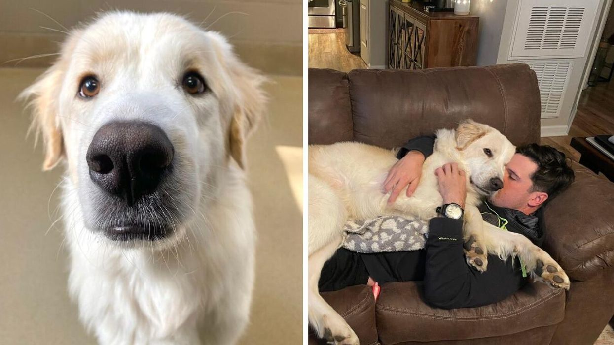 Ronald looking at the camera. Right: Ronald with his new family.