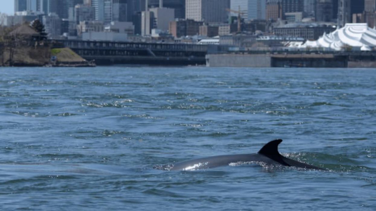 Rorqual à Montréal, mai 2022.