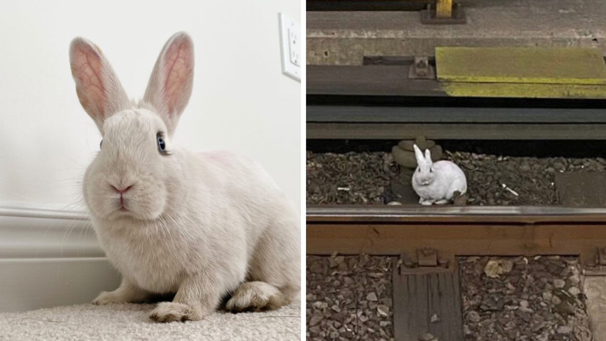 Rosedale the bunny. Right: Bunny on train tracks.