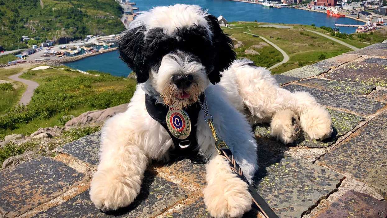Royal Newfoundland Constabulary Dog Is Newest Recruit & She Has Her Own Twitter