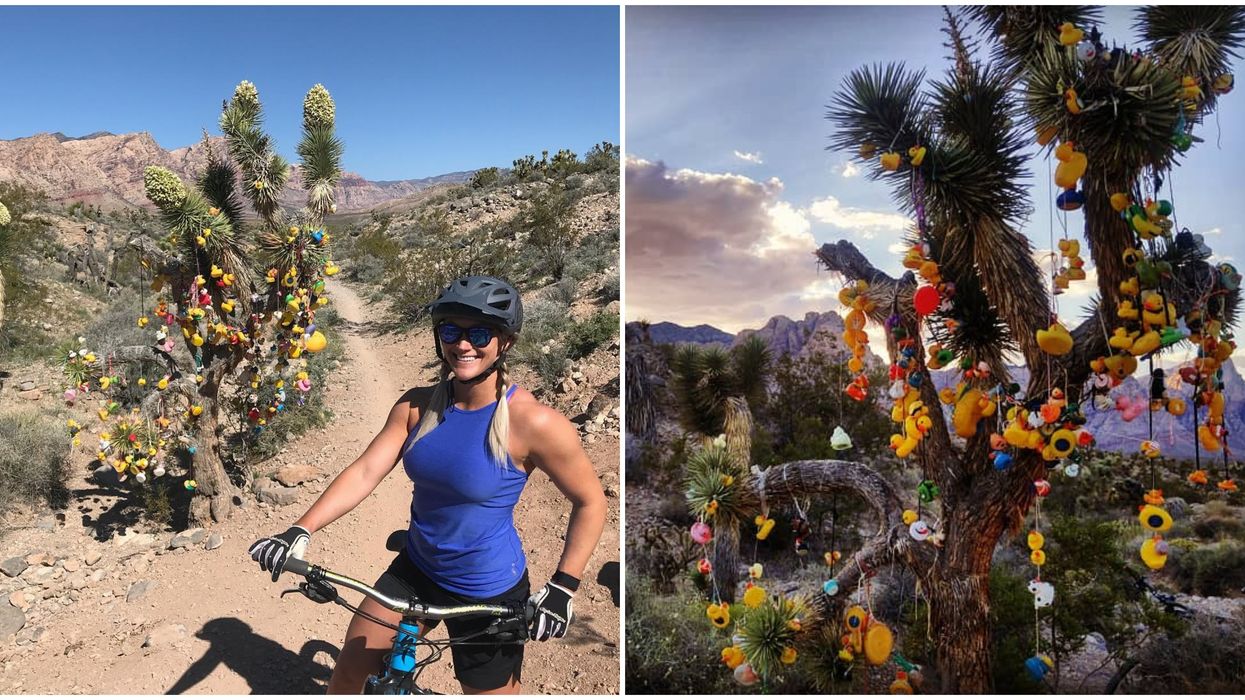 Rubber Ducky Trail Leads To A Surreal Tree Completely Covered In Bright Rubber Ducks