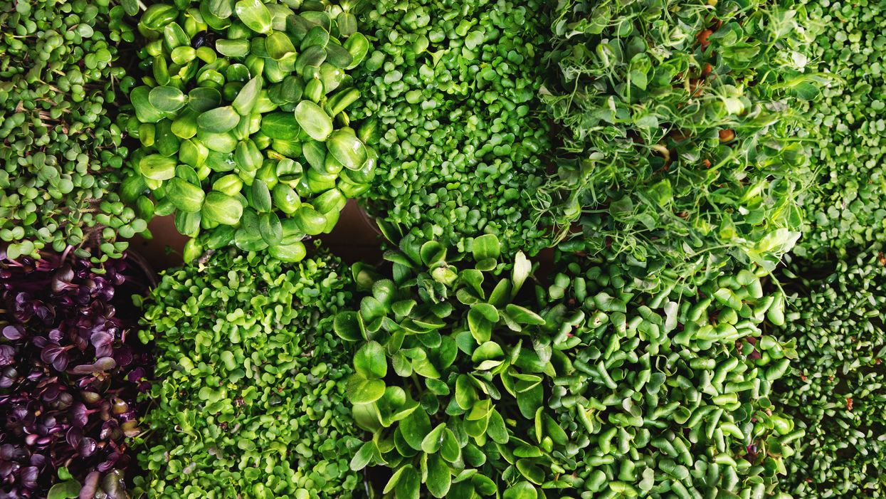 Salmonella : Des micropousses vendues au Québec pourraient être contaminées