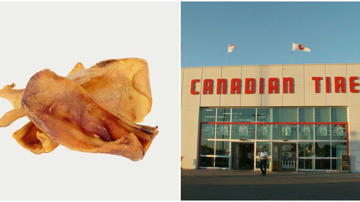 Salmonella Outbreak In Canada Has Been Announced & It's Because Of Dog Treats