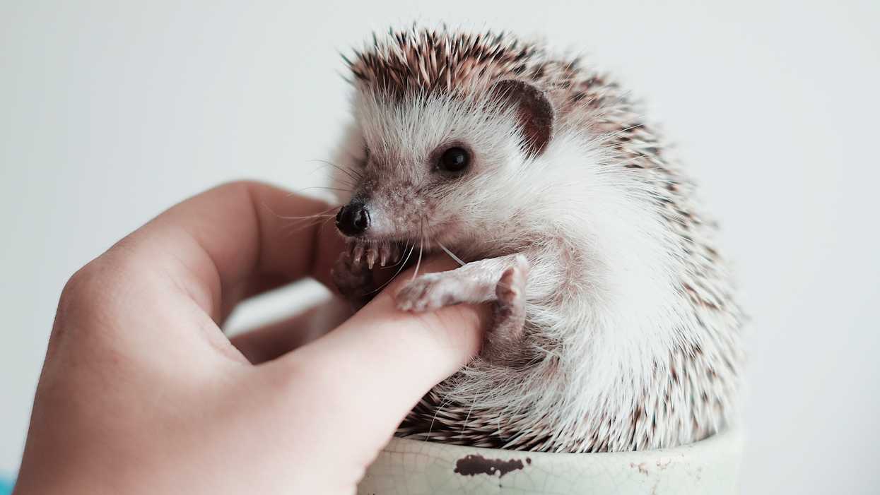 Salmonella Outbreak In Canada Is Because Of Exposure To Pet Hedgehogs