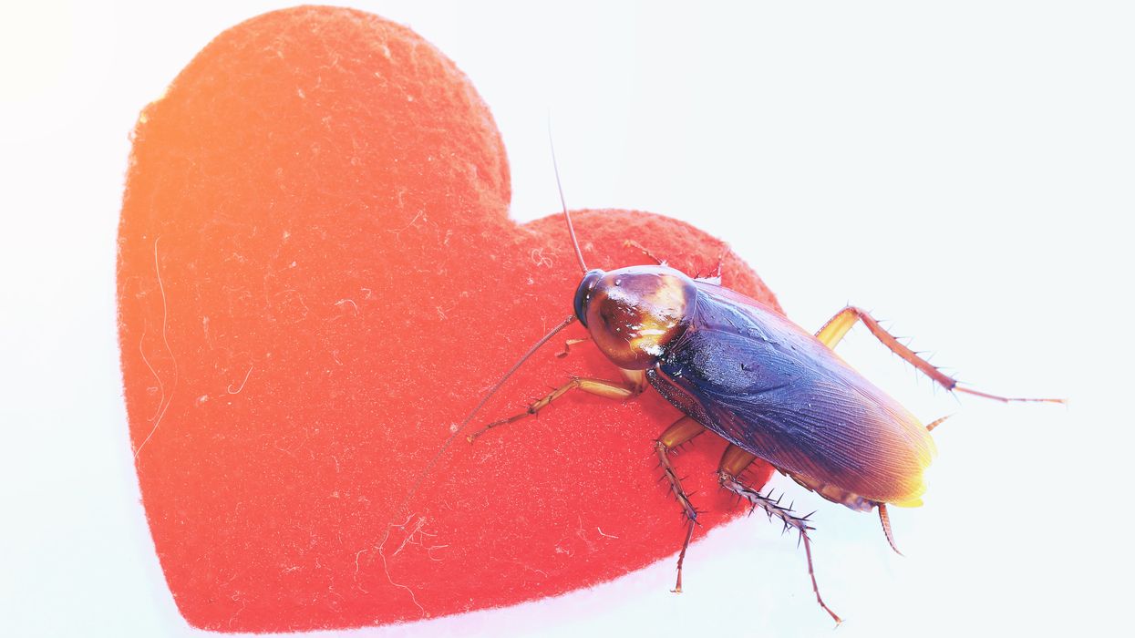 San Antonio Zoo Cry Me A Cockroach Valentine's Day