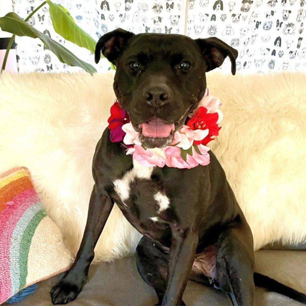 San Diego, a 9-year-old dog.