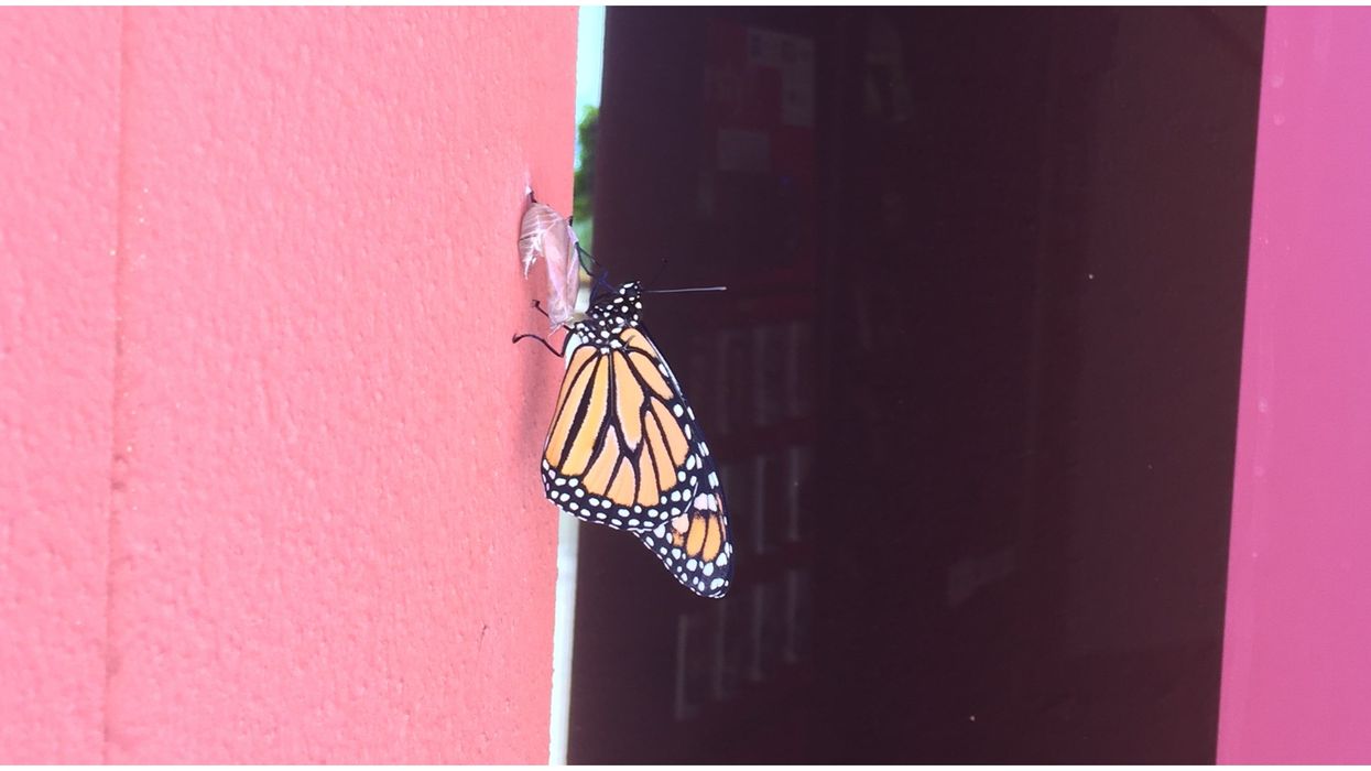 San Diego's National Weather Service Pranked Twitter With A Cute Butterfly Watch