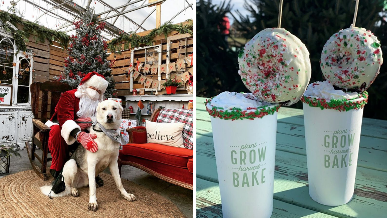 Santa photo with a dog. Right: Hot holiday drinks with donuts on top.