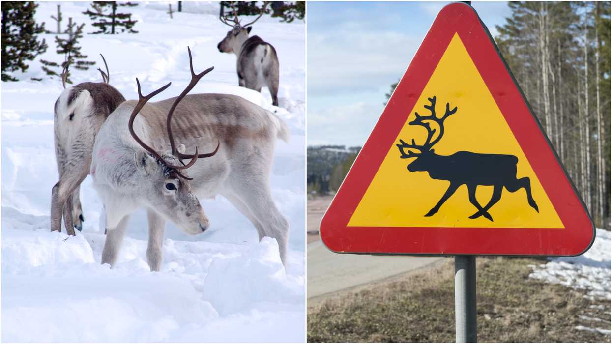 Santa's Reindeers Have Been Spotted In Canada But They're In No Rush Right Now (VIDEO)