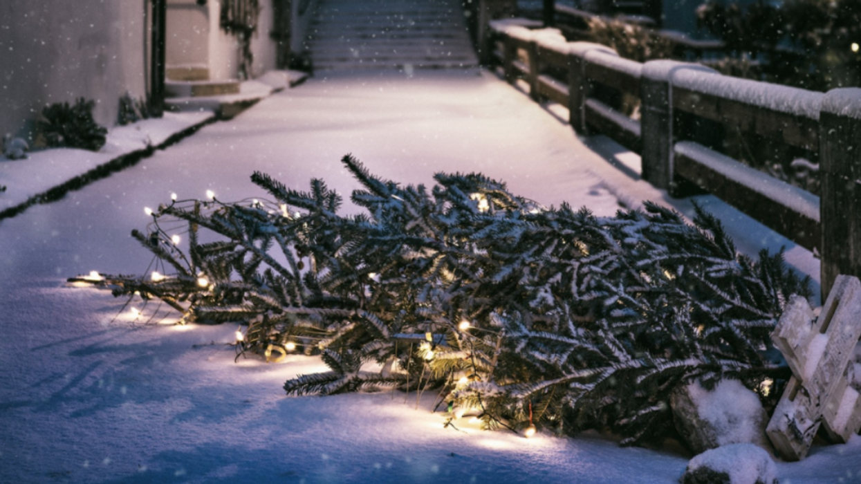 Sapin pour la collecte.