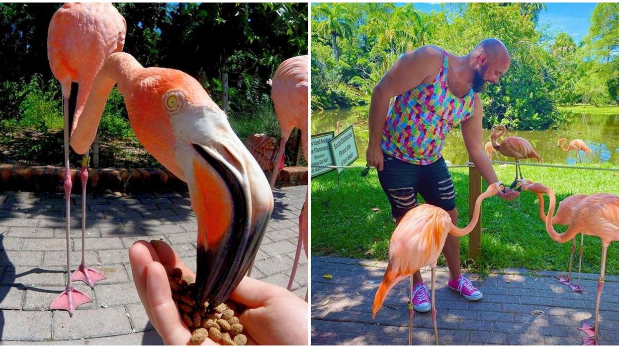 Sarasota Jungle Gardens Flamingos In Florida Roam Freely And You Can Hang With Them