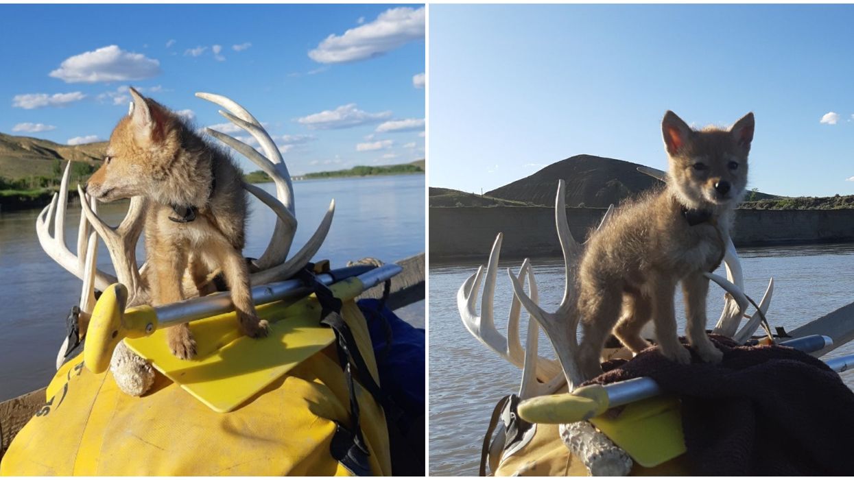 Saskatchewan Coyote Rescue Led To A Man Befriending The Pup For 10 Days On A Rafting Trip