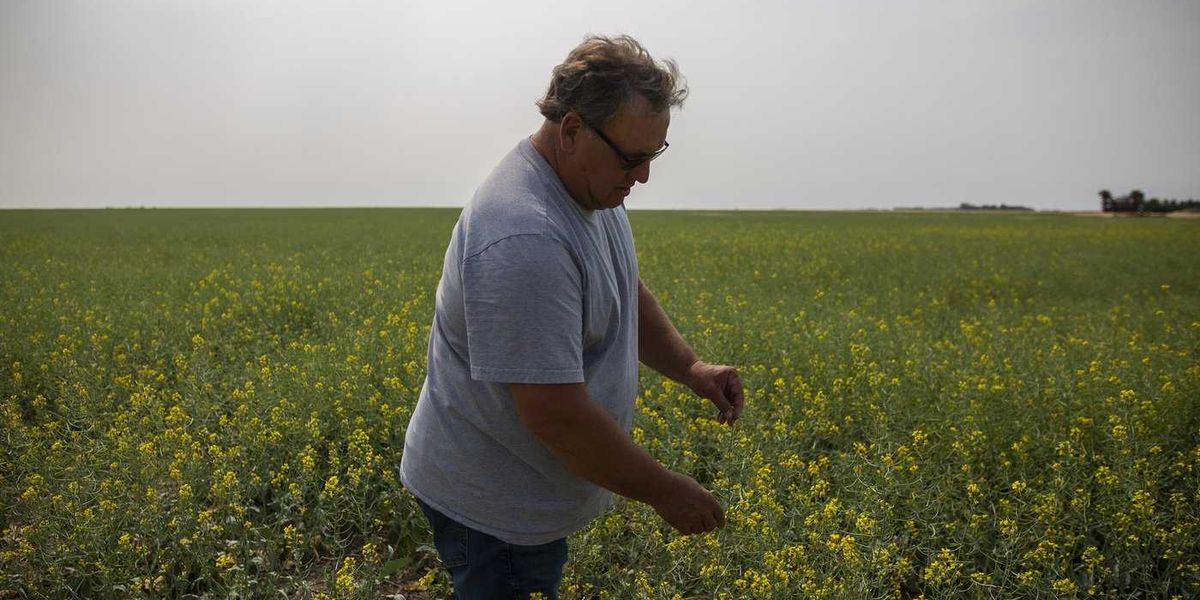 Saskatchewan senator, farmer Todd Lewis dies at age 65 Saskatchewan senator, farmer Todd Lewis dies at age 65