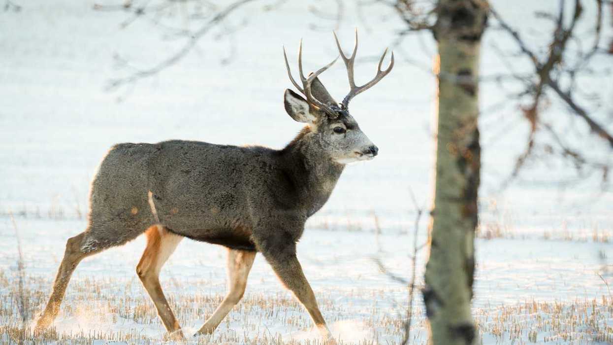 Saskatchewan to end chronic wasting disease tests