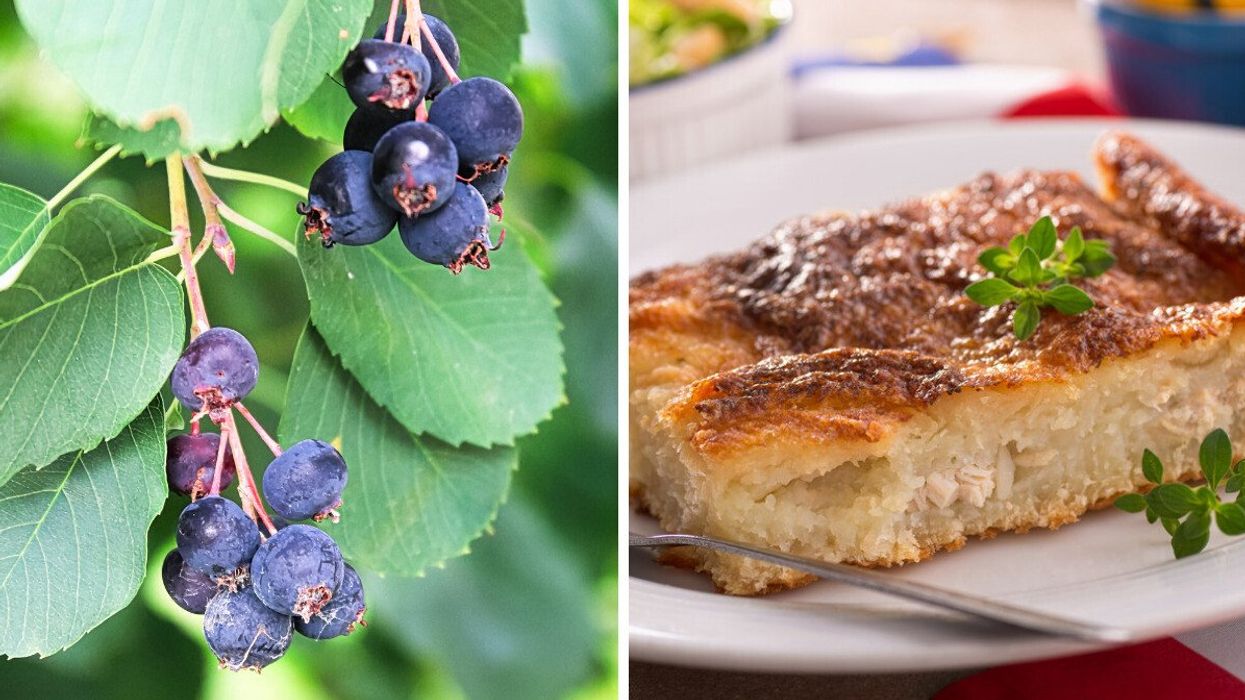 Saskatoon berries. Right: A Rappie pie.