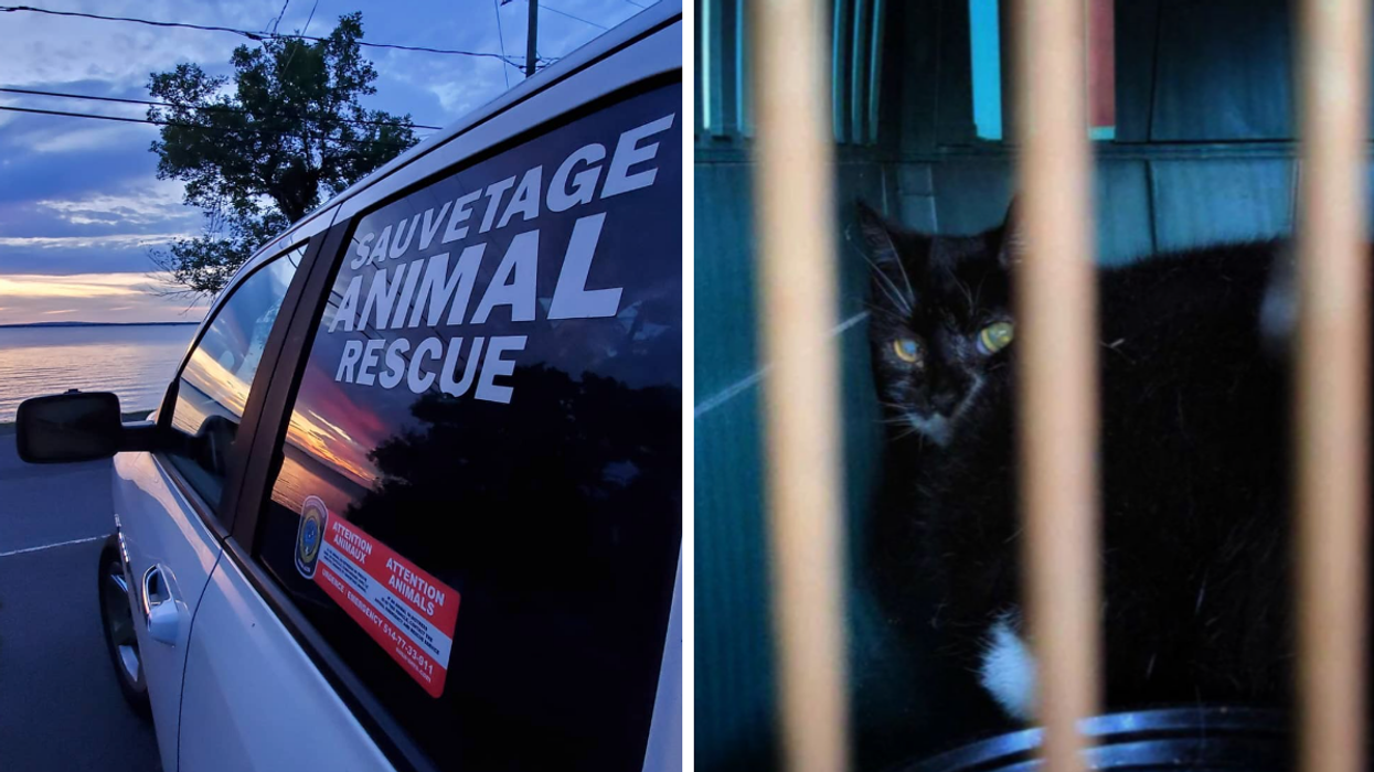 Sauvetage Animal Rescue. Droite : Le chat abandonné dans une cage pendant 7 jours.