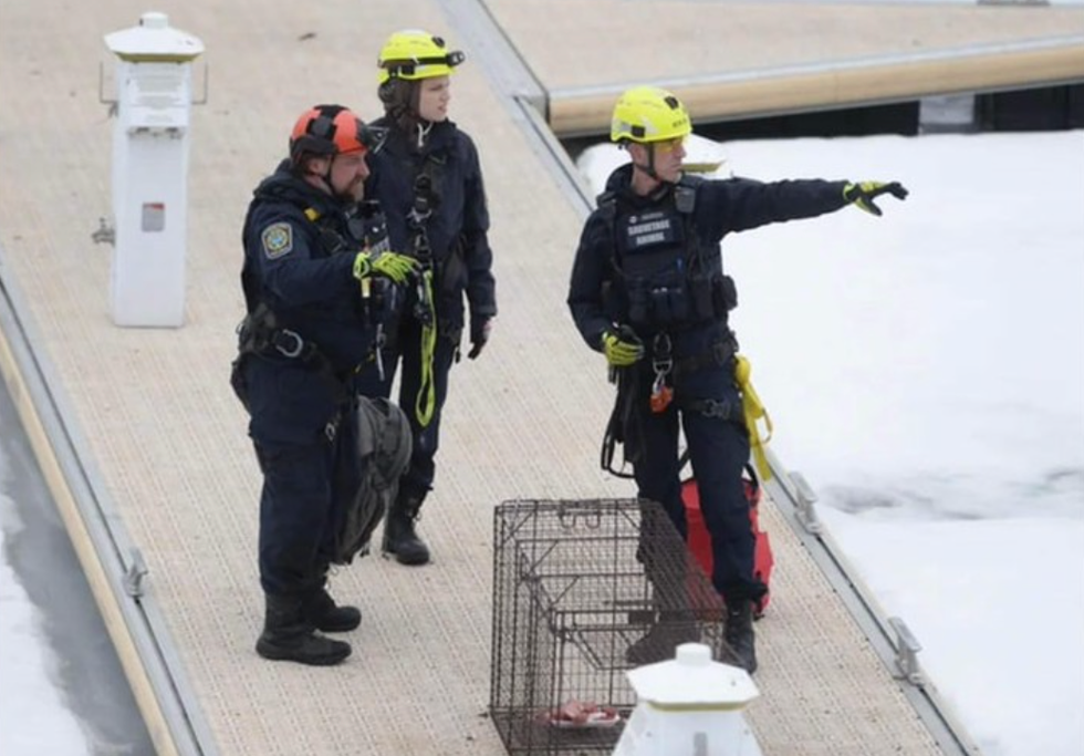 Sauvetage Animal Rescue en action.