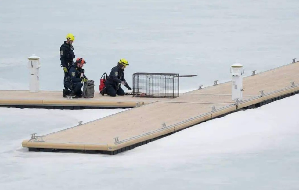 Sauvetage Animal Rescue en action.