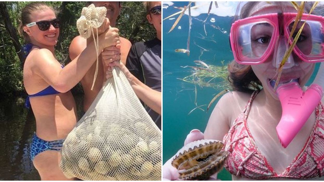 Scallop Tour In Florida Let's You Hunt For Gallons Of Your Own Under The Sea