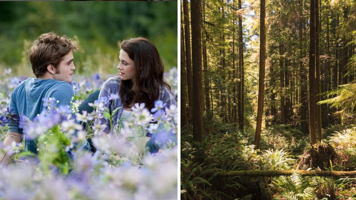 Scene from Twlight in the meadow. Right: Forest on Vancouver island.
