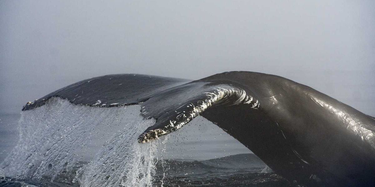 Marine monitoring network in Quebec could help improve environmental regulations Marine monitoring network in Quebec could help improve environmental regulations