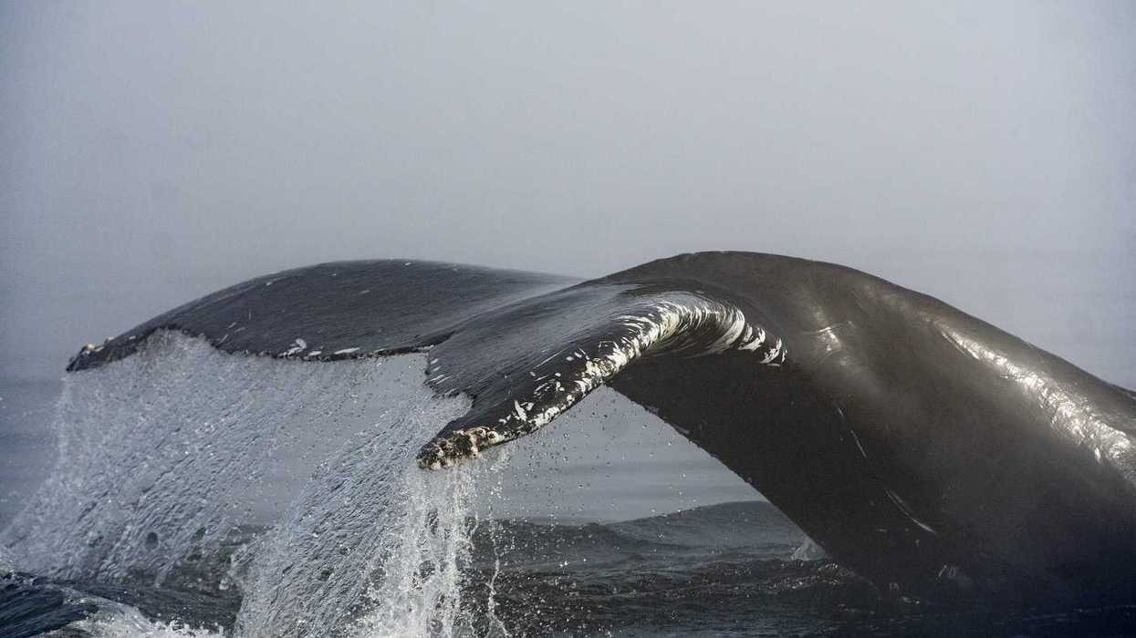 Scientists develop marine monitoring in Quebec