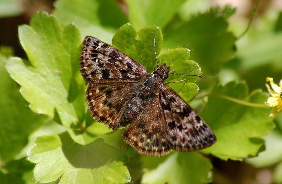 Scientists hope to save endangered butterflies