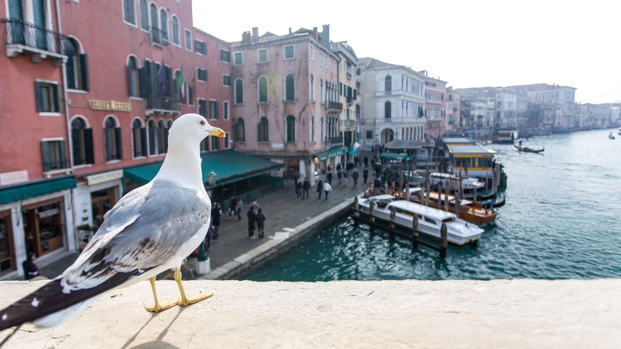 Seagull watching over Venice.