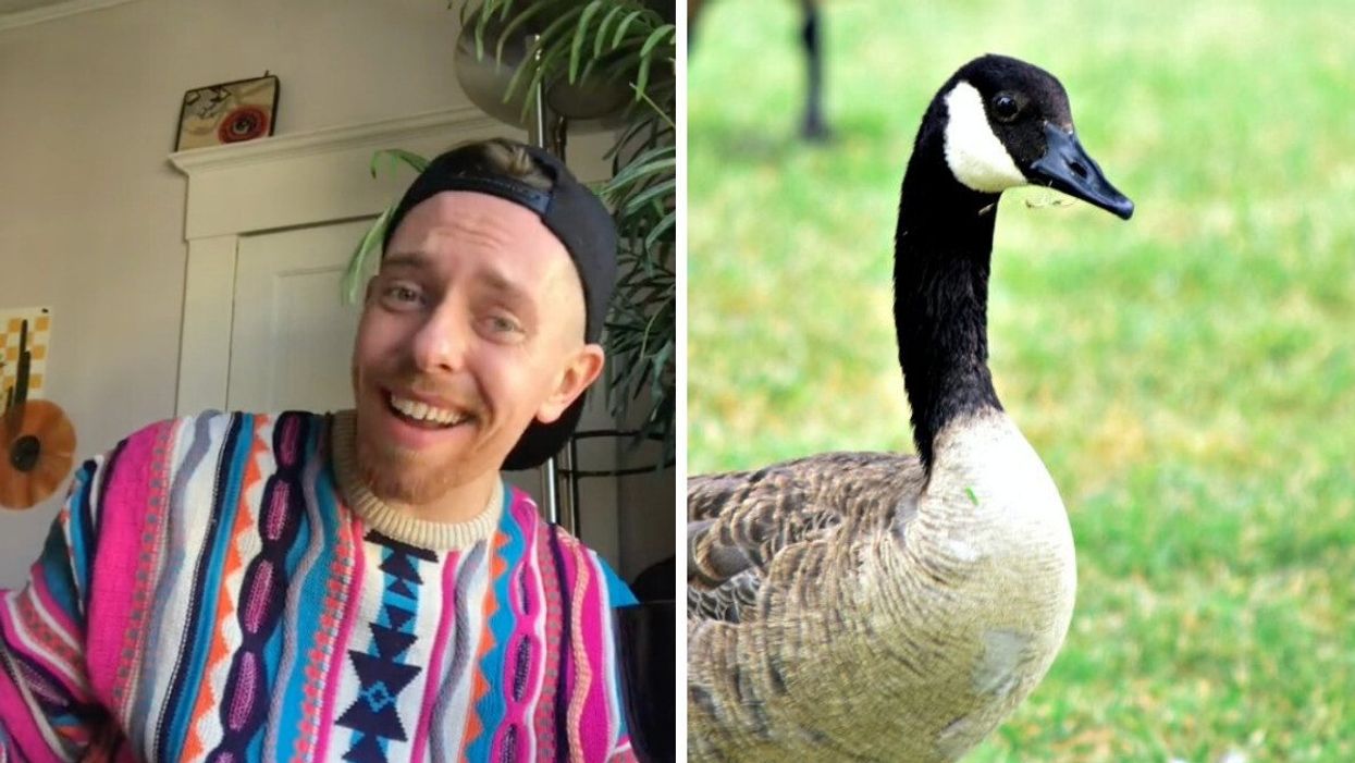 Seamus ODare on TikTok. Right: A Canadian Goose.