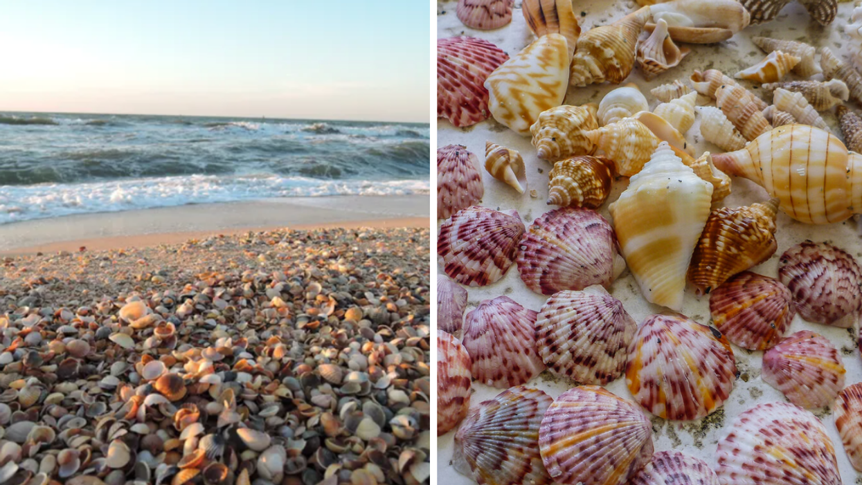 seashells lie on beaches in florida