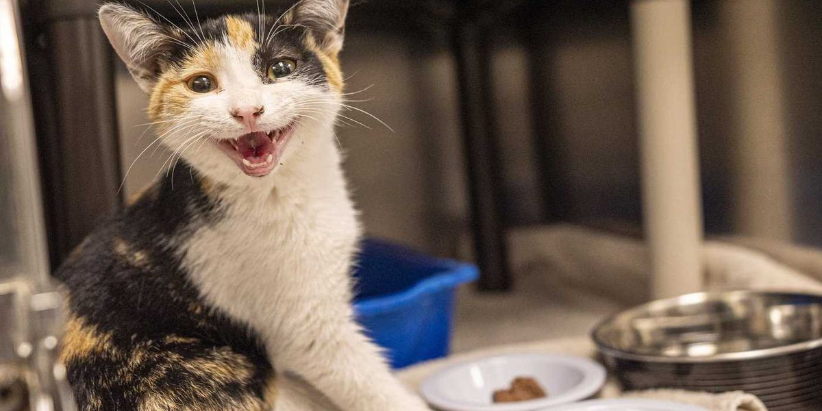 Second cat has contracted rabies in Quebec’s Montérégie region, health officials say Second cat has contracted rabies in Quebec’s Montérégie region, health officials say