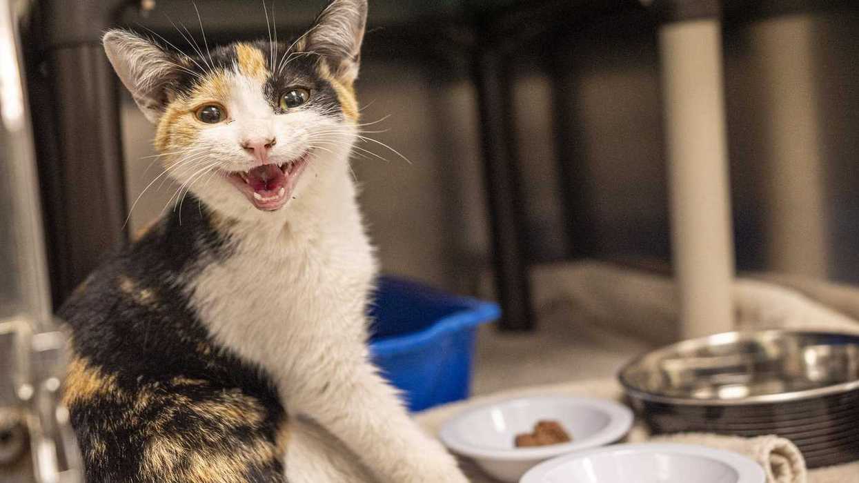 Second Quebec cat contracts rabies from raccoon