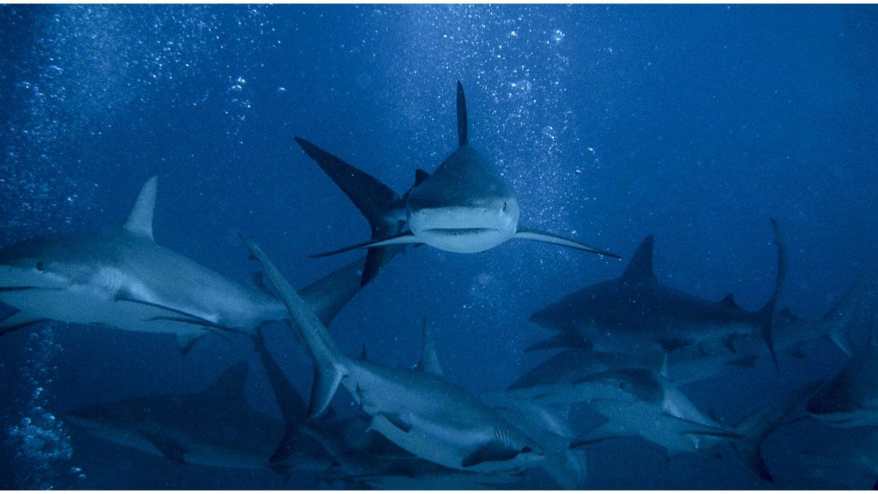 Shark Week 2020 Episode Will Feature California's Great White Serial Killer
