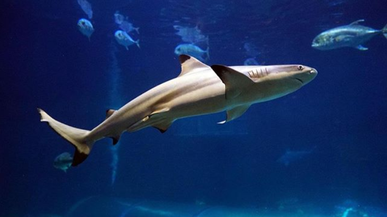 Shark Week Florida Coast Sees A Male Mako Swimming Nearby