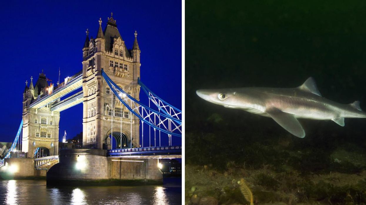 Sharks Were Found In London's 'Dead' River Thames & Some Of Them Are Pretty Venomous