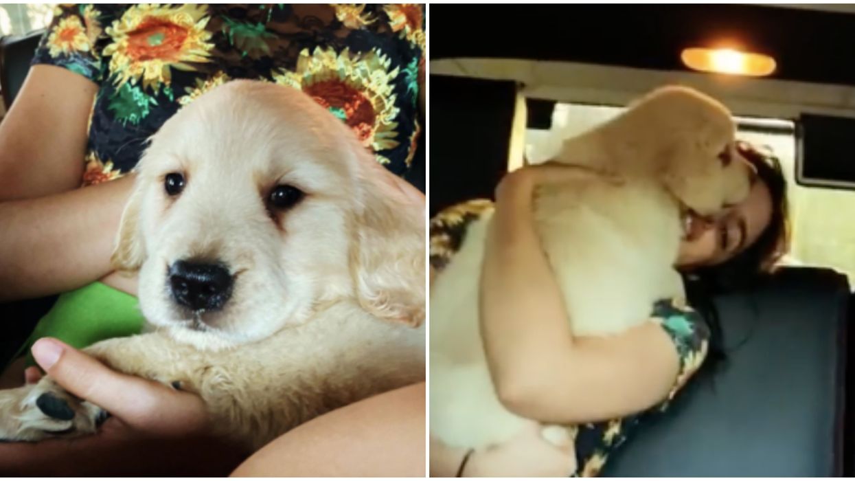 Shawn Mendes' New Puppy Wins The Election