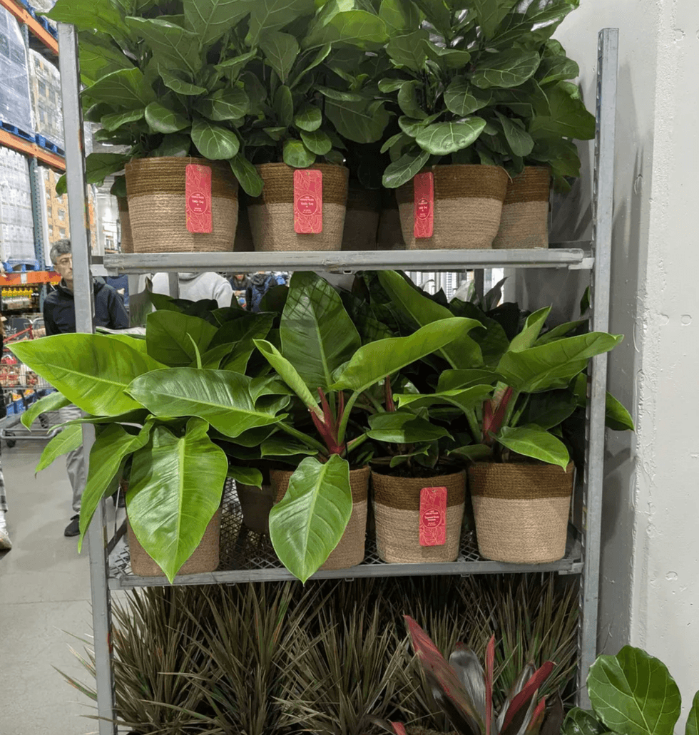Shelves with potted green plants in a store, red sale tags attached to pots.