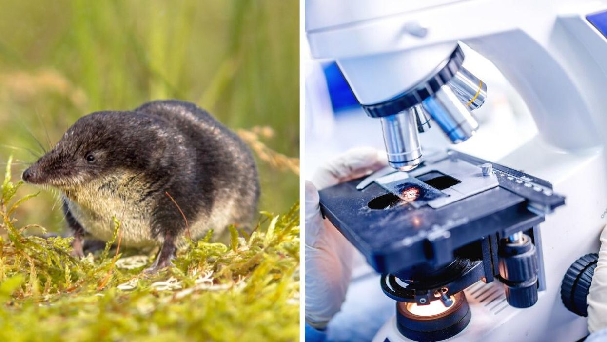 Shrew. Right: Researchers look at a specimen under a microscope.