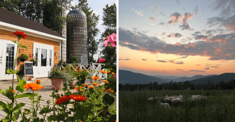 Silos next to an outdoor patio surrounded by flowers. Right: Sheep in a field at sunset with hills in the background.